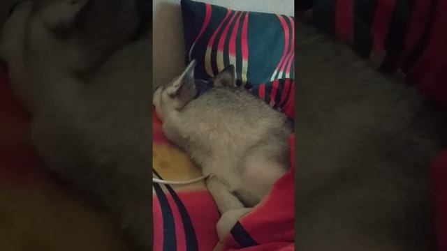 Зачем боится грозы смотреть онлайн