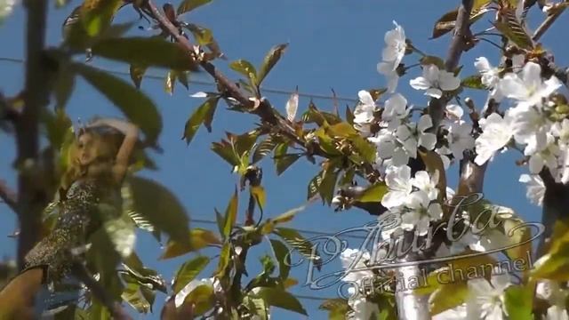 Бесплатная музыка для ваших видео смотреть онлайн