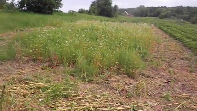20.06.2020 ПОДГОТОВКА ЗЕМЛИ ПОД МАТОЧНИК ЗЕМЛЯНИКИ САДОВОЙ И НЕ ТОЛЬКО ДЛЯ НЕЕ. смотреть онлайн