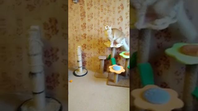 Forest Yeti Sirius 4 смотреть онлайн