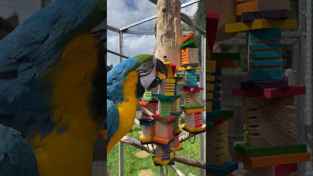 Blue and Gold Macaw with the Groovy Trunk Toy. смотреть онлайн