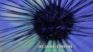 Морские ежи: колючие шары океанов | Познавательное видео | Удивительный мир беспозвоночных