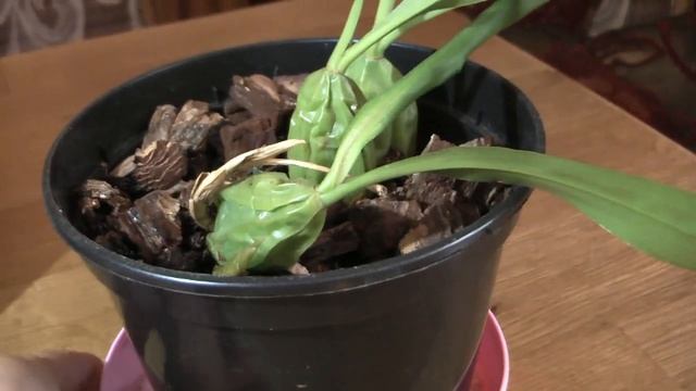 Через два месяца орхидея Целогина кристата выдала результат ❃ Coelogyne cristata flower spike смотреть онлайн