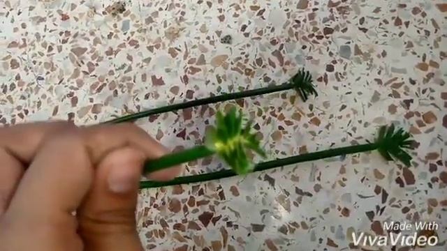 Part-1 how to grow cyperus alternifolius ( umbrella ? palm) from cutting ....in urdu/hindi смотреть онлайн