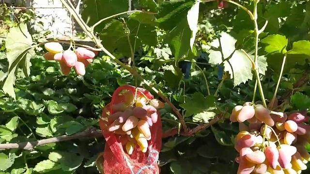 Виноград Оскар, Преображение пасынковый, урожай 2020 смотреть онлайн