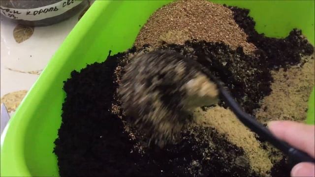 Баклажаны от и до: посев, всходы, пикировка, пасынкование, формирование, сбор урожая. смотреть онлайн