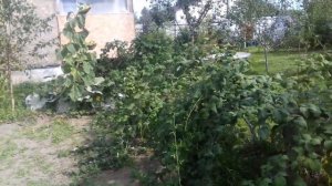 Малина _кумбирленд_ размножение осенью ежемалина.