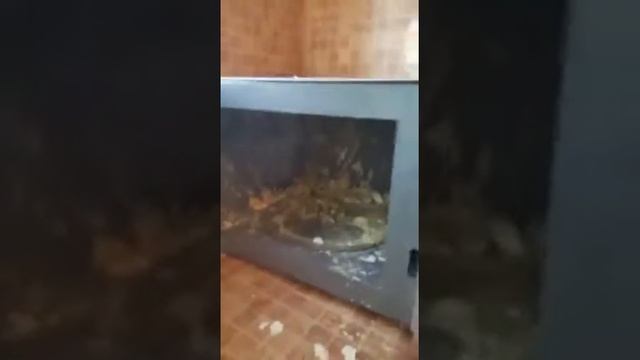 Как быстро сварить яйца в микровалновке