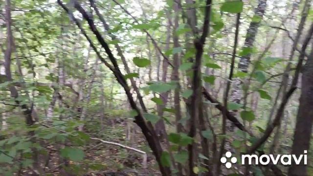 НАШЕ ЛОХМАТОЕ СЧАСТЬЕ ..НАС ВСТРЕЧАЕТ ??????????????????????? смотреть онлайн