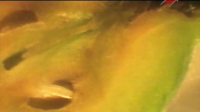 Виды пилильщика и борьба с ним смотреть онлайн