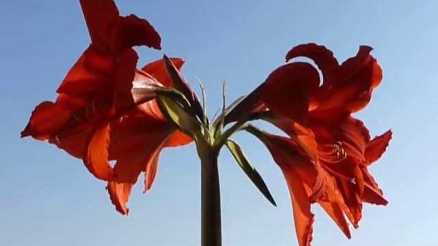 Maria Farantouri - I Nychta Fevgei Olochari - Amaryllis - 28-03-2012 - 16 смотреть онлайн