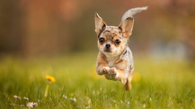 Лай собаки (Звук небольшой ручной собаки) | (4 Секунды) смотреть онлайн