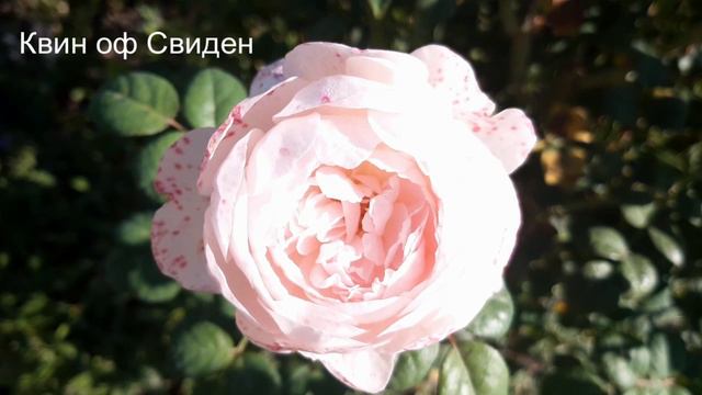 Планы по замене погибших роз смотреть онлайн