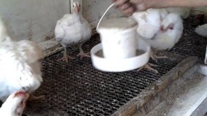 Содержание бройлеров на сетке.