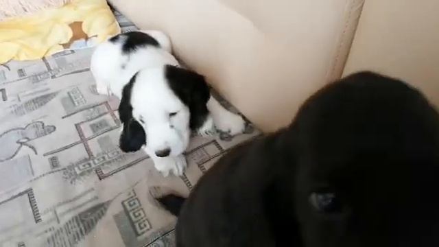 Щенки русского спаниеля 13 09 21 смотреть онлайн