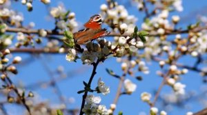 нина матвиенко сила птаха первый день весны