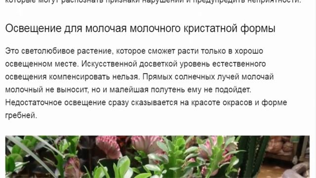 Молочай молочный Кристата эффектные гребни. смотреть онлайн