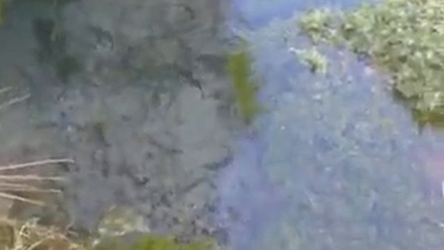 Форель в ручьях Австрии смотреть онлайн