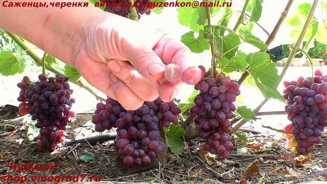 Виноград Кишмиш Мармеладный - ранний срок созревания и хороший вкус (Пузенко Наталья Лариасовна) смотреть онлайн