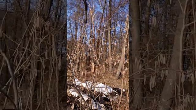 Питомник ягодных культур пгт Володарка Киевская область. Фундук смотреть онлайн