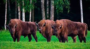 БЕЛОВЕЖСКАЯ ПУЩА. ВИА ПЕСНЯРЫ смотреть онлайн