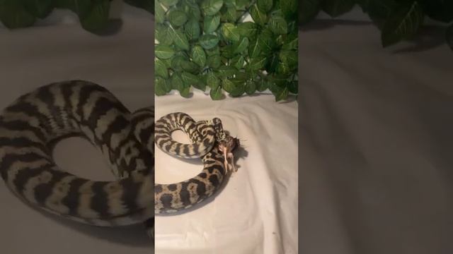 Quail SMOKED by carpet PYTHON!! #carpetpython #snake #reptile #ballpython #animal #pet смотреть онлайн