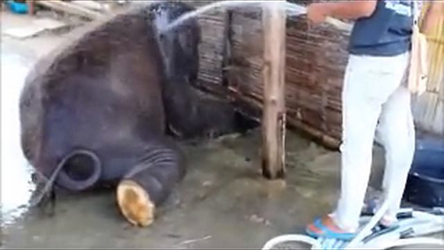 Слоник моется смотреть онлайн