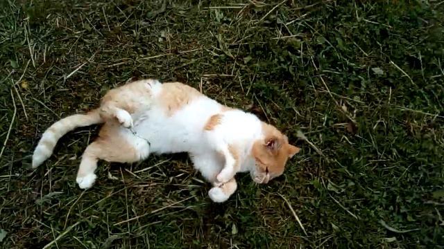 Рыжий кайфует на травке:) смотреть онлайн