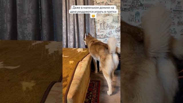 Игры в прятки на даче 🫣🤫🫢 смотреть онлайн