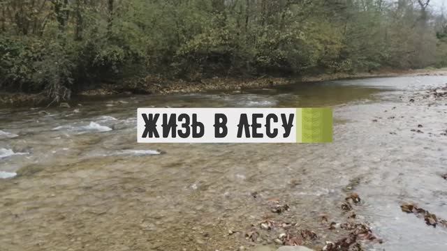 мой лес мой рай