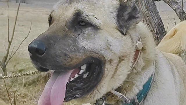 BU KANGAL BULUTTAN BİLE ÇEKİNDİYSE BOYKA'NIN KARŞISINDA SİZ DÜŞÜNÜN (KANGAL DOG) كلب смотреть онлайн