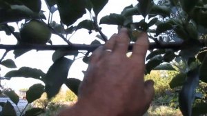 Часть 1. Как отличить плодовые почки и побеги на ЯБЛОНЕ И ГРУШЕ.