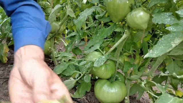 Не перестарайтесь со стрижкой томатов, листья и корень это единый организм. смотреть онлайн