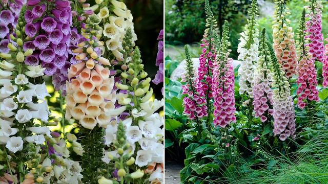 Roberta's 6-pc Foxy Foxglove Flowering Live Plants on QVC смотреть онлайн