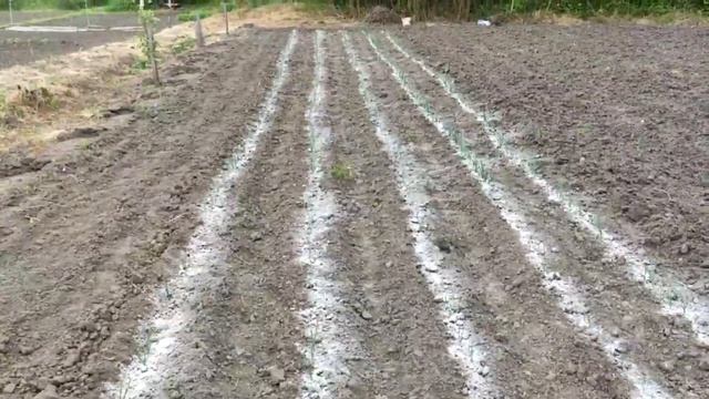 Защита ЛУКА от ЛУКОВОЙ МУХИ без ХИМИИ !!! смотреть онлайн