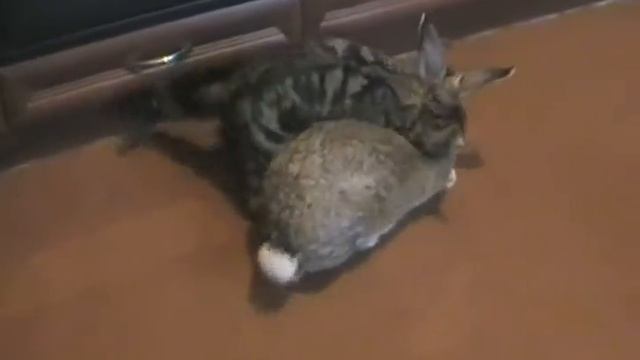 Как и чем кормить котенка? смотреть онлайн