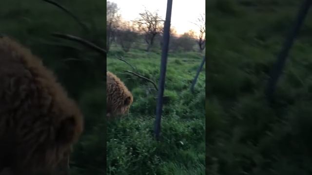 Папа слонов в саванне со львами! смотреть онлайн