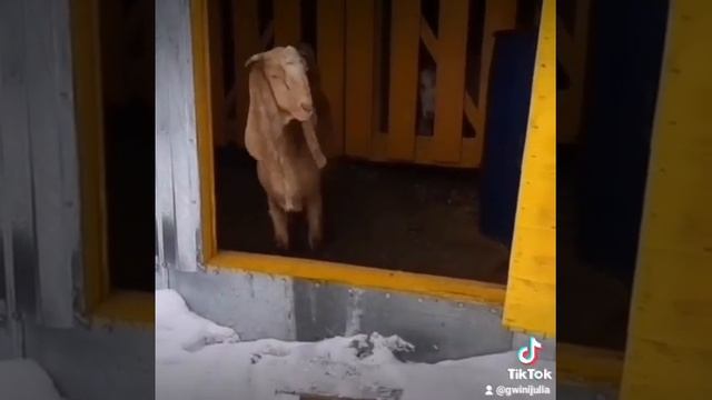 Гулаби.Нубийцы.Восточные козы.Красавица Злата смотреть онлайн