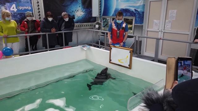 Нерпа рисует