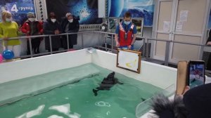 Нерпа рисует