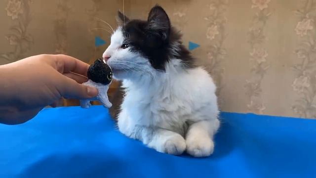 Как Сделать Котёнка 3Д Ручкой Своими Руками За 24 Часа! Новый Питомец В Колекции А Ну-Ка Давай-Ка! смотреть онлайн