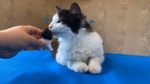 Как Сделать Котёнка 3Д Ручкой Своими Руками За 24 Часа! Новый Питомец В Колекции А Ну-Ка Давай-Ка!