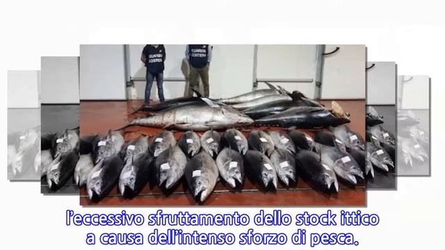 Pesca irregolare, sequestrate tre tonnellate di tonno rosso a Riposto смотреть онлайн
