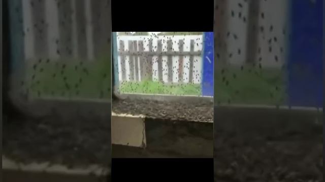 Нашествие мошек. 2021. Россия. смотреть онлайн