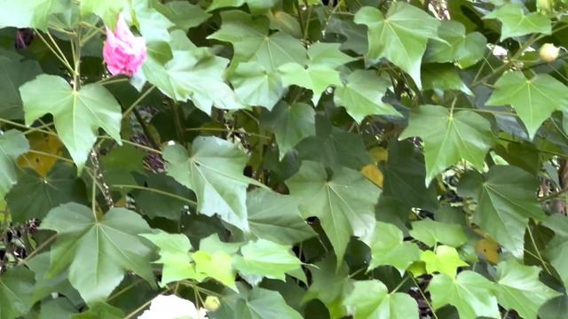 Hibiscuss Mutabilis : back yard garden di HoneyBee Shah Alam смотреть онлайн