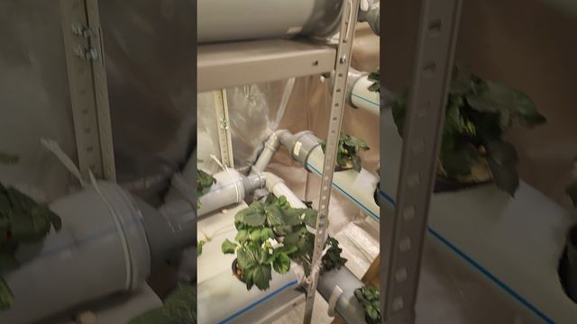 Показываю как развивается клубника