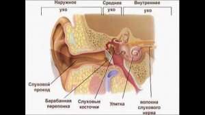 Слуховой анализатор. Урок биологии.