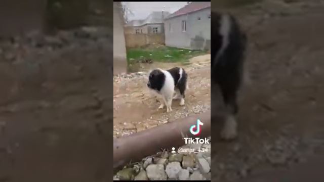 Кавказская овчарка смотреть онлайн
