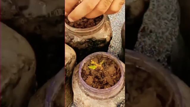 Mint Growing With Cuttings смотреть онлайн