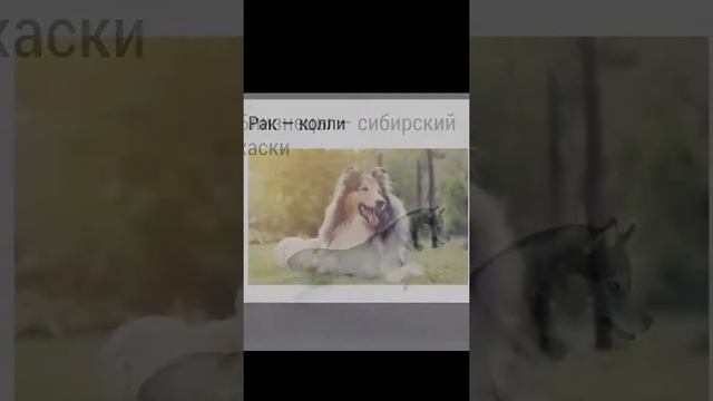 Какая ты порода собак по знаку зодиака смотреть онлайн